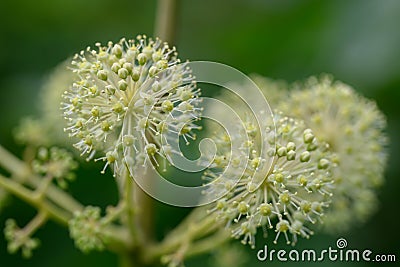 Elk clover Aralia californica, umbel of white-green flowers Stock Photo